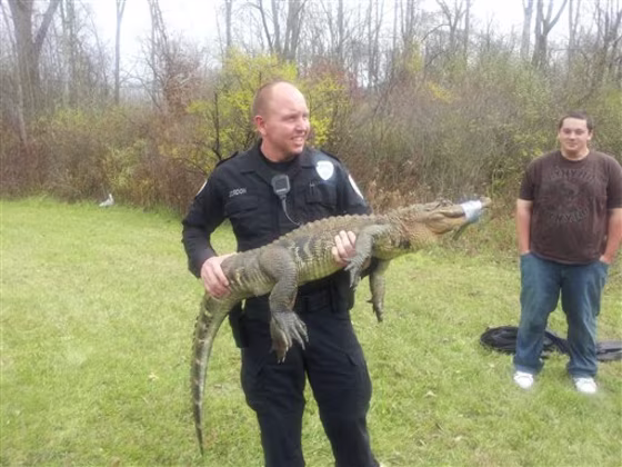 Officer Martin Jordon stands holding a 6-foot-long alligator outside the Pathway Community Church in Blackman-Leoni Township, Mich., in this Monday photo provided by Blackman-Leoni Department of Public Safety.